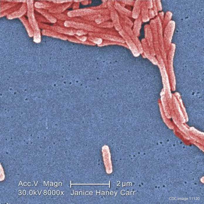 Legionella Bacteria