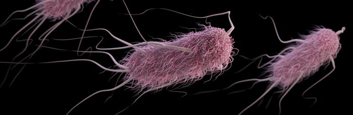 E. coli Bacteria