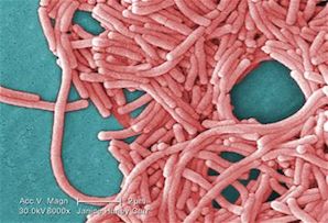 Legionella Bacteria