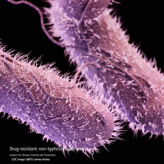 Salmonella Enteritidis