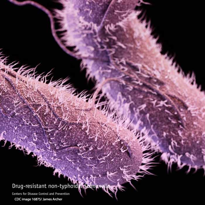 CDC image of Salmonella bacteria