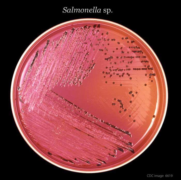 Salmonella