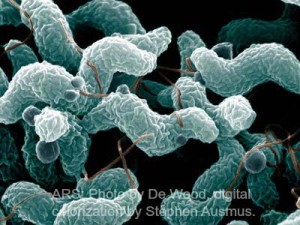 Campylobacter Bacteria