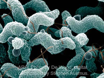 Campylobacter Bacteria