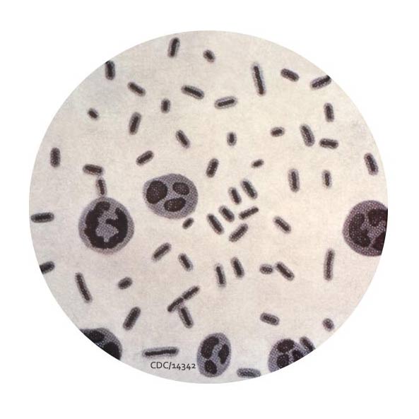 Klebsiella Bacteria