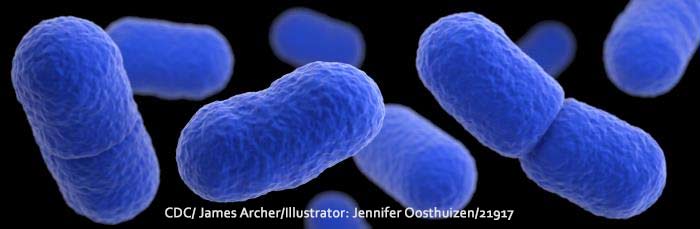 Listeria Monocytogenes