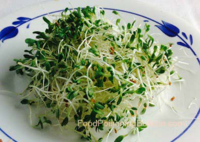 Alfalfa sprout Salmonella outbreak