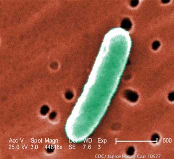 E coli Bacteria