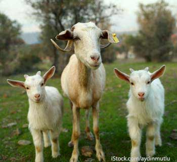 Goat with Two Kids