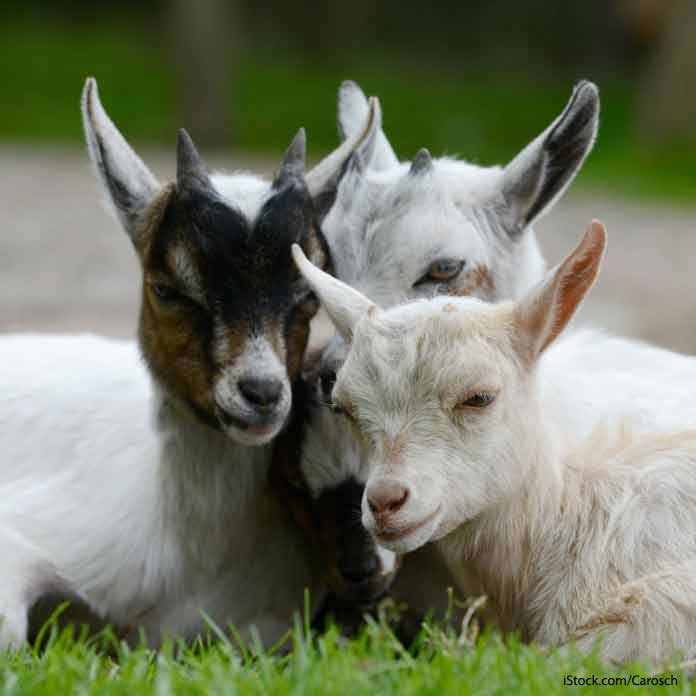 Baby-Goats-Laying-In-Grass