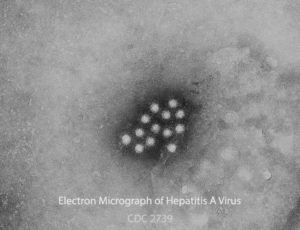 Hepatitis A Virus