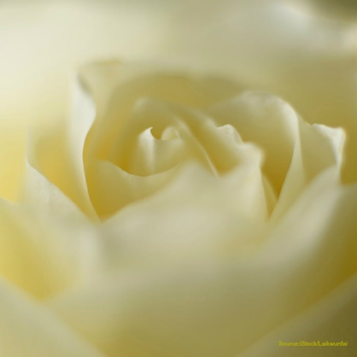 White-rose-memorial-grief