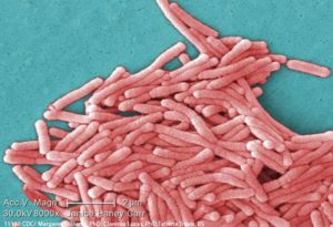 Legionella Bacteria CDC
