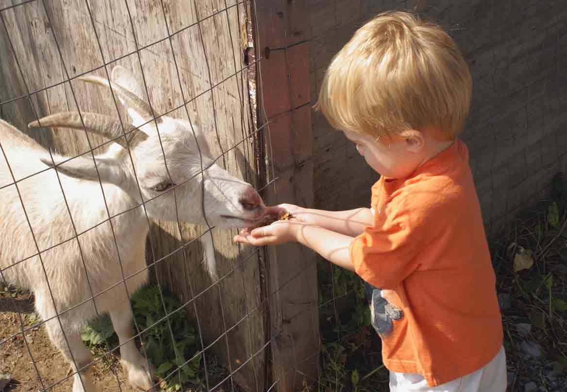 Child at Petting Zoo