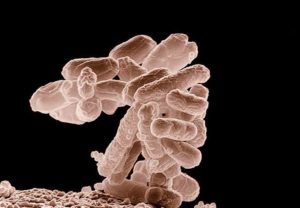 E coli Bacteria