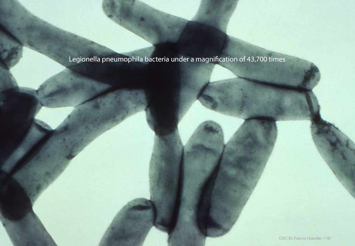 Legionella Bacteria