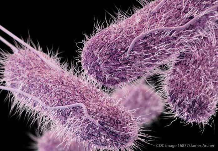 Salmonella Bacteria 