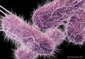Salmonella Bacteria Source: CDC