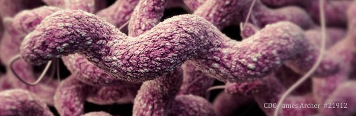 Campylobacter CDC