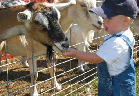 Goat Contact and E. coli in Child