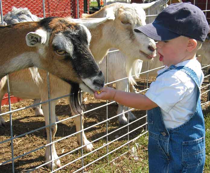 Goat Contact and E. coli in Child