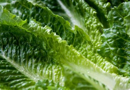 Romaine Lettuce E. coli