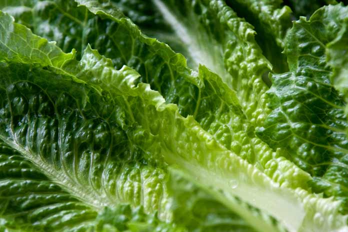 Romaine Lettuce E. coli