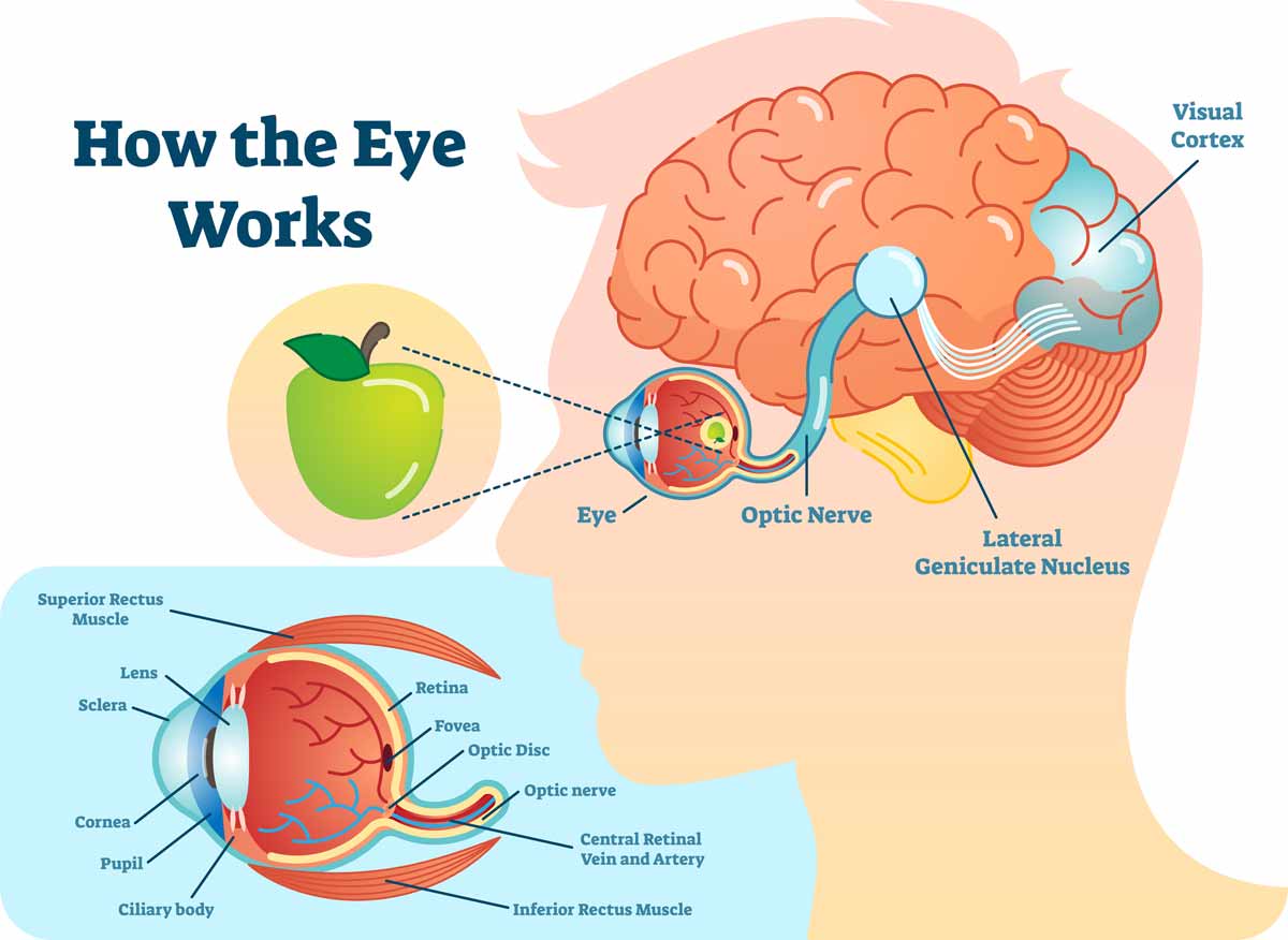 Vision and Brain Injury