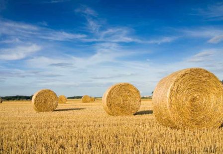 Hay Bales