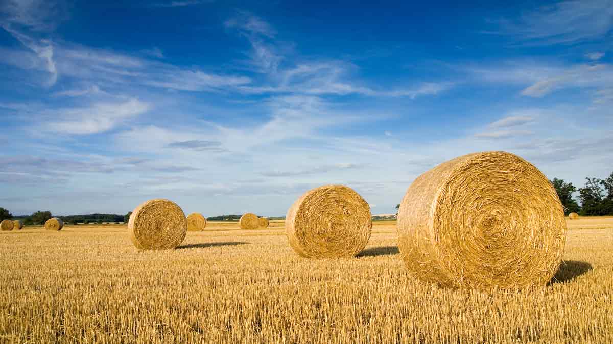 Hay Bales