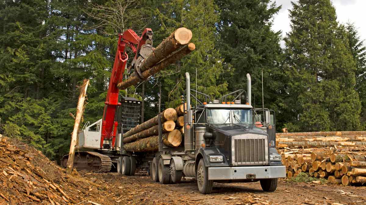 Logging Truck