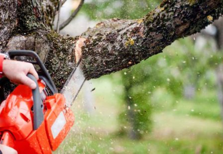 Accident While Trimming Trees