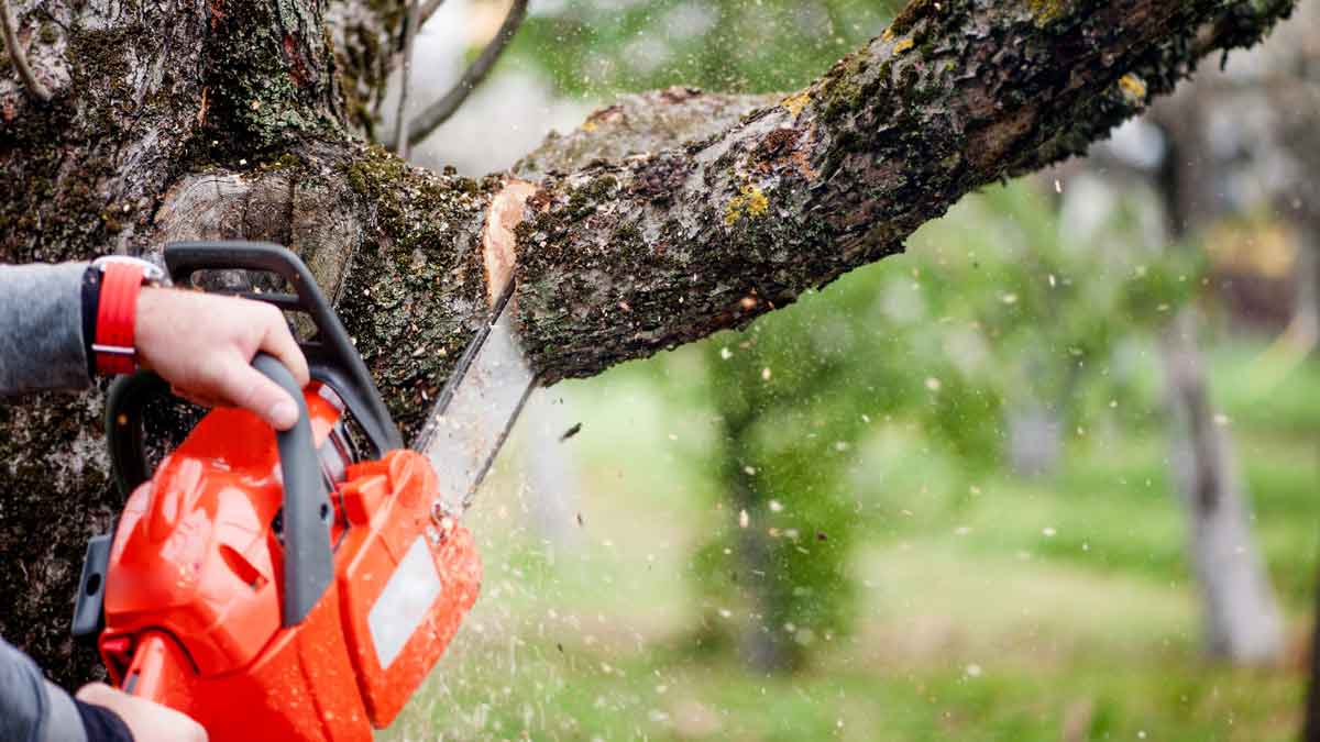 Accident While Trimming Trees