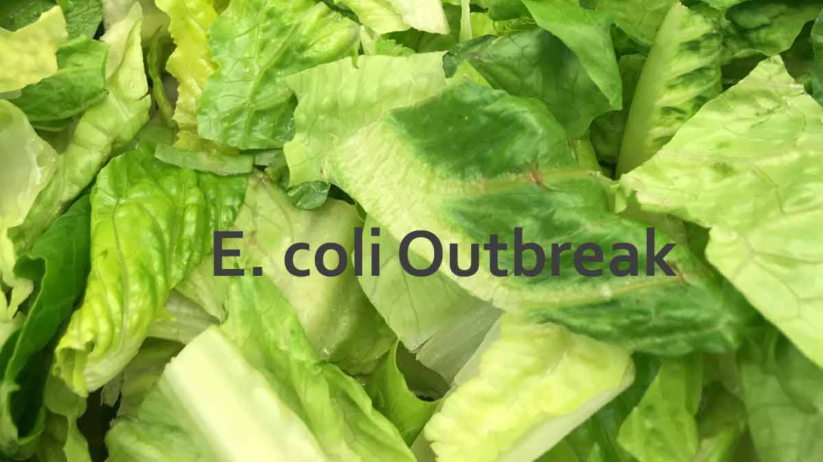 Romaine Lettuce E. coli HUS