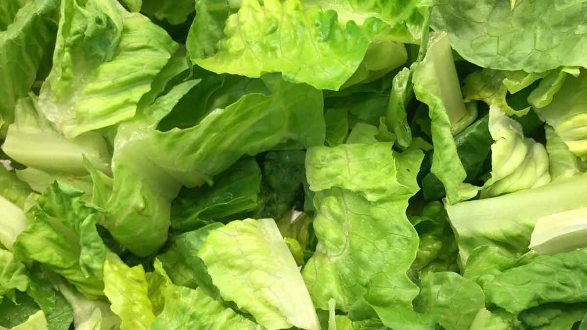 Romaine Lettuce E coli Outbreak