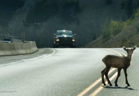 Animal in Road