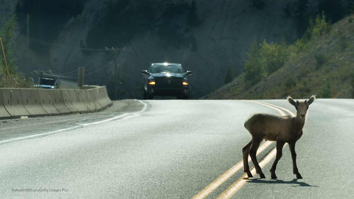 Animal in Road