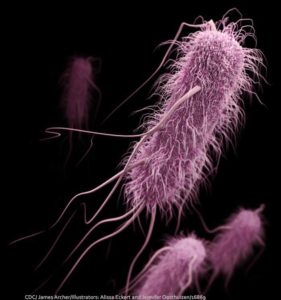 E. coli Bacteria CDC Illustration