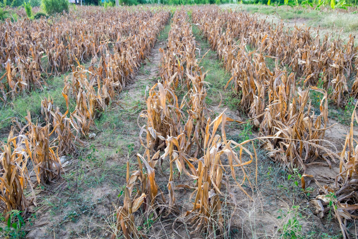 agricultural emergency