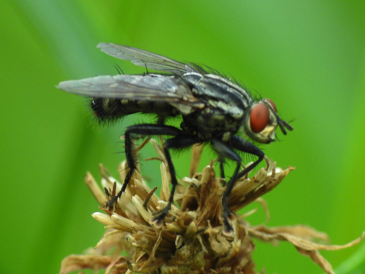 insect army