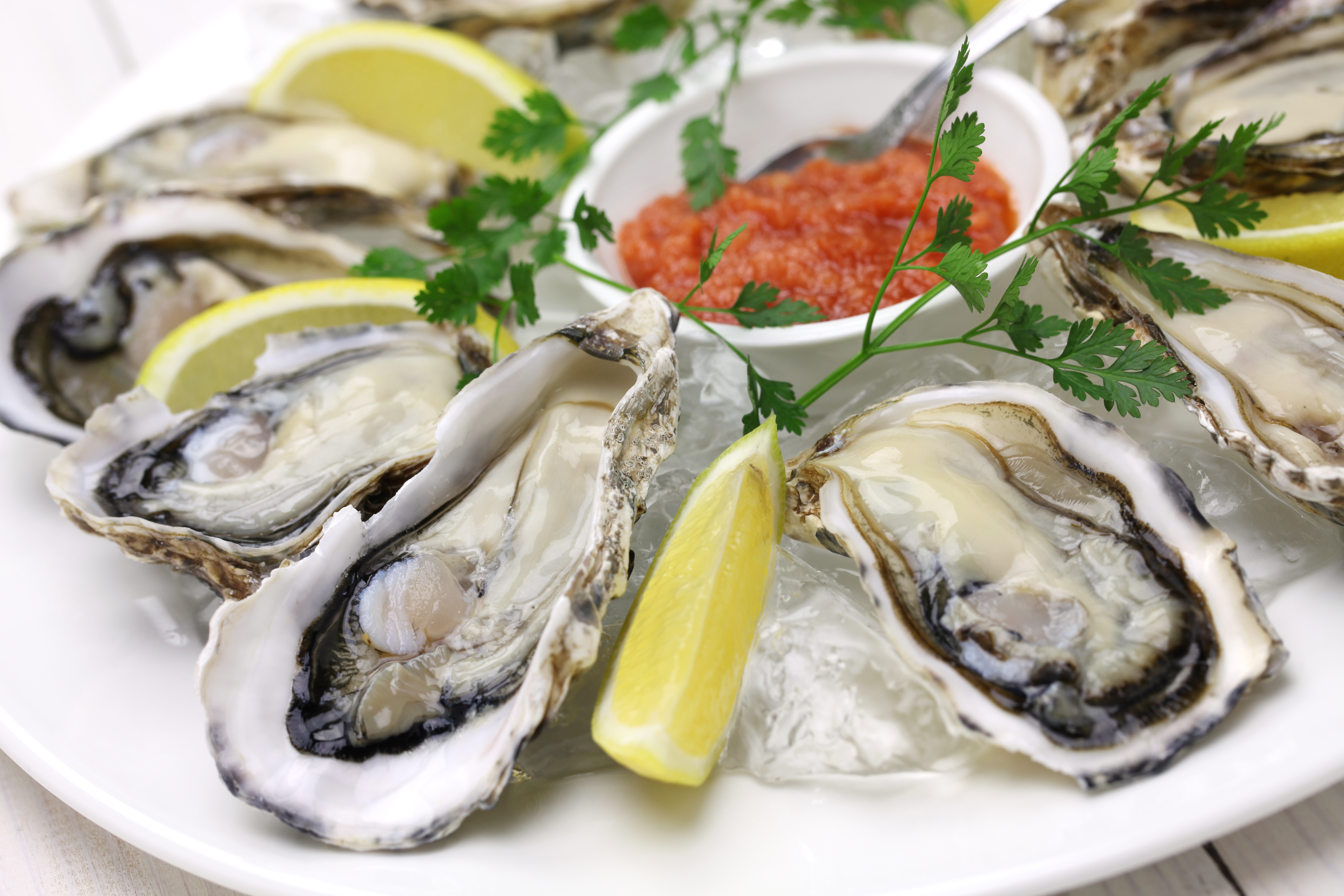 Oysters on a plate