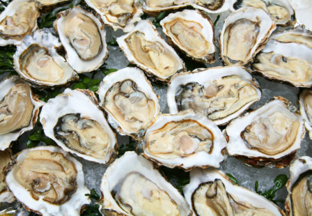 Oysters