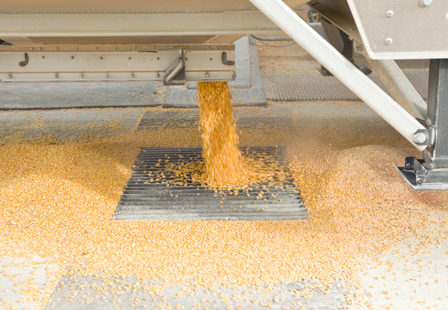 corn at grain elevator