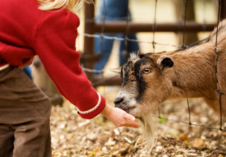 Petting Zoo Farm E. coli outbreak