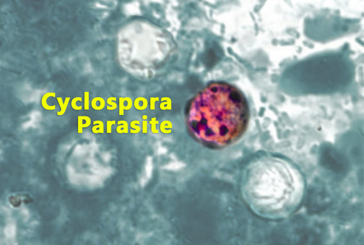 Cyclospora Parasite