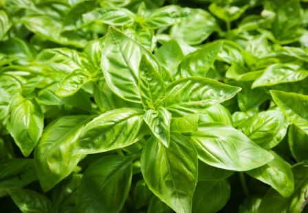 Cyclospora lawyer: basil imported from mexico