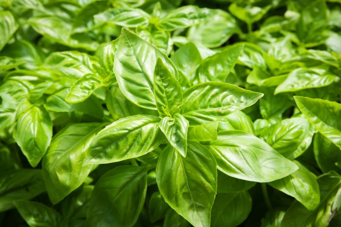 Cyclospora lawyer: basil imported from mexico