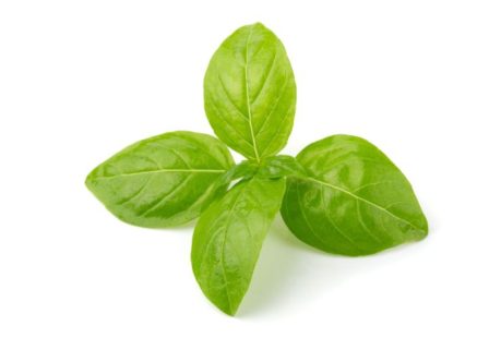 Basil