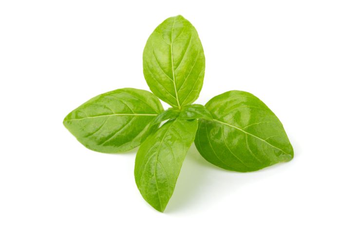 Basil 