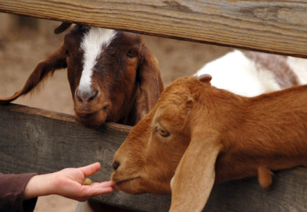 E coli outbreak from animals at fairgrounds